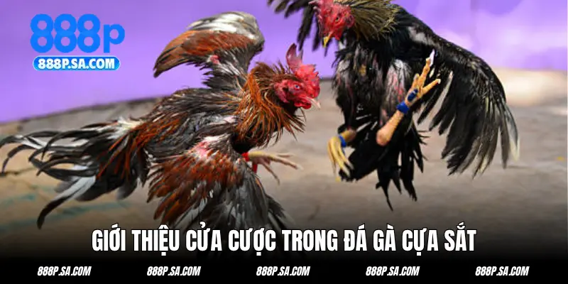 Giới thiệu cửa cược trong đá gà cựa sắt