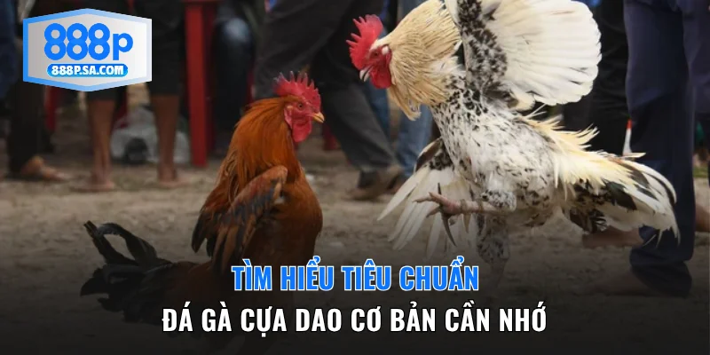 Tìm hiểu tiêu chuẩn đá gà cựa dao cơ bản